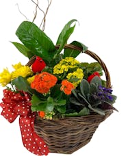 Colorful Bright Blooming Basket