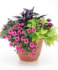 Adrian Durban's Combination Pot of Summer Blooming plants