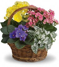 Blooming Plant Basket