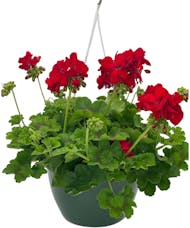 Greenhouse Grown Hanging Geranium Basket