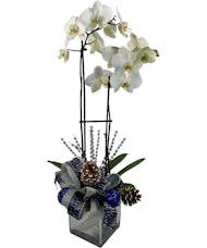 Adrian Durban's Holiday Orchid Plant - Blue Silver Trim