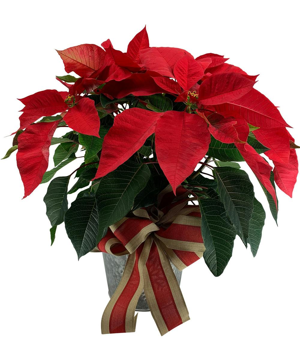 Poinsettia in Snowflake Tin with Holiday red & burlap bow