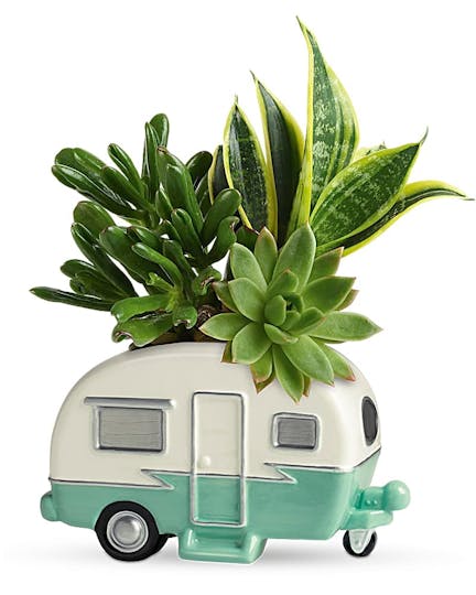 Green Plants