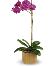 Lovely Orchid Plant - Colors Vary