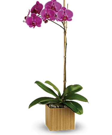 Lovely Orchid Plant - Colors Vary