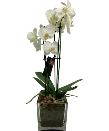 Lovely White Orchid Plant