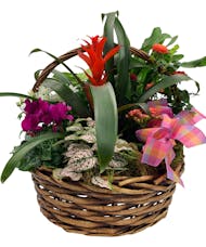 Tropical Blooming Garden Basket w/ Assorted  Plants
