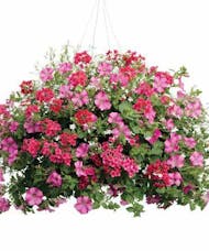 Bright Blooming Petunia Basket (hanging)