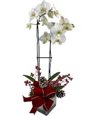 Adrian Durban's Holiday Orchid Plant - Red Trim